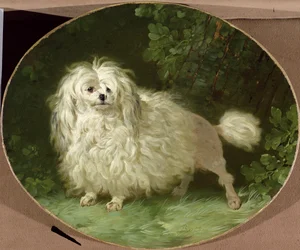 Retrato de un Caniche
